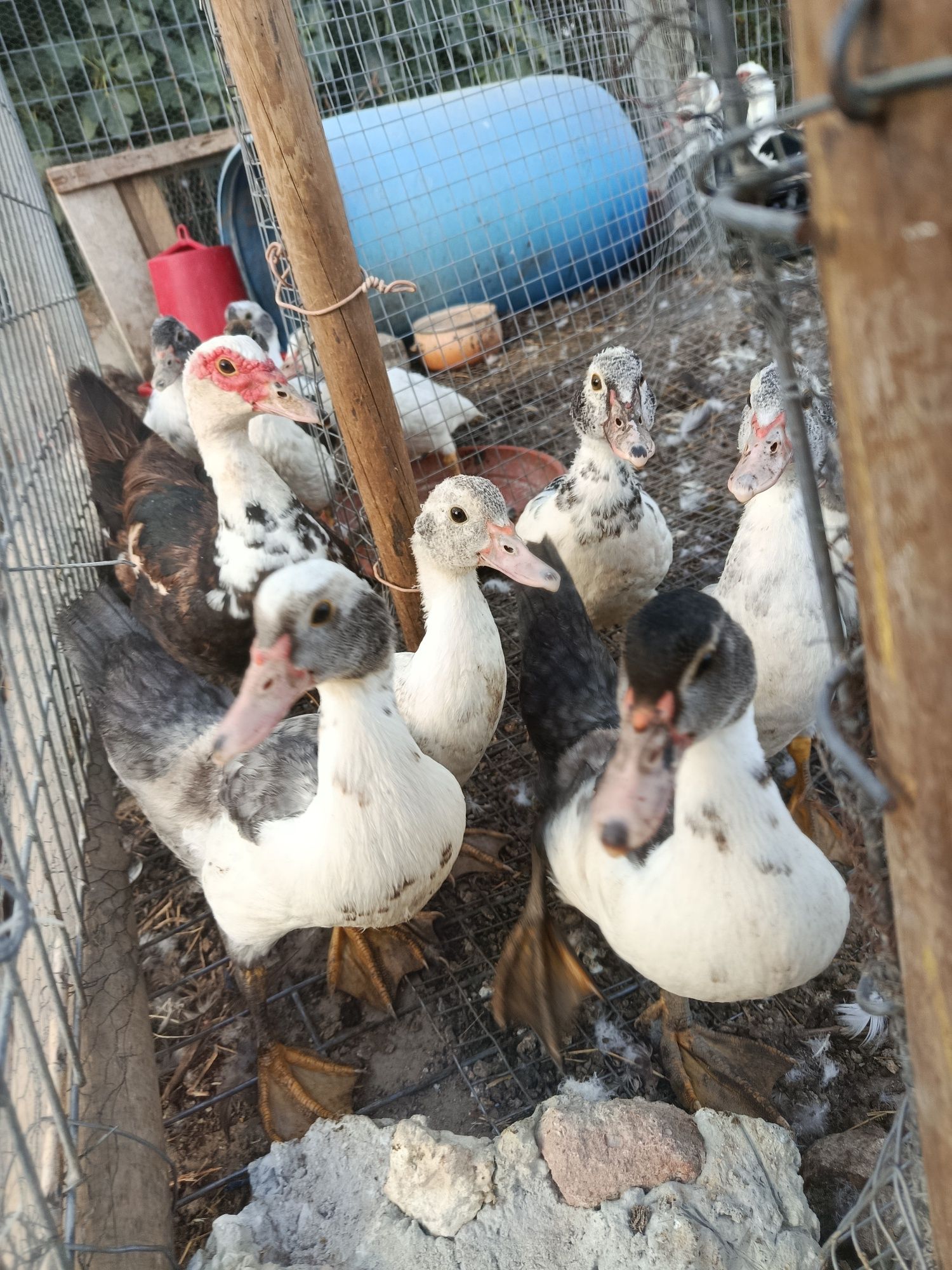 patos mudos raça gigante (alemães)