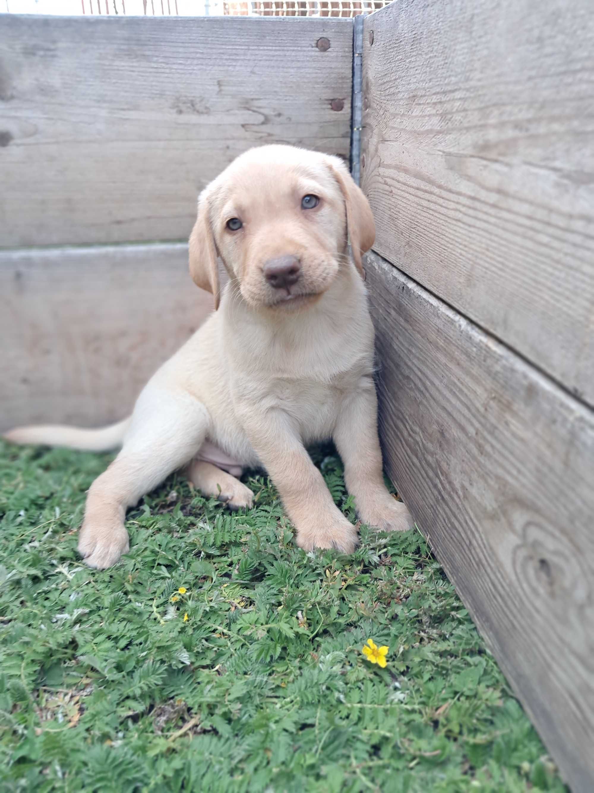 Sprzedam Labrador Retriever