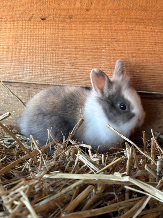 Sprzedam 4 samczyki miniaturki