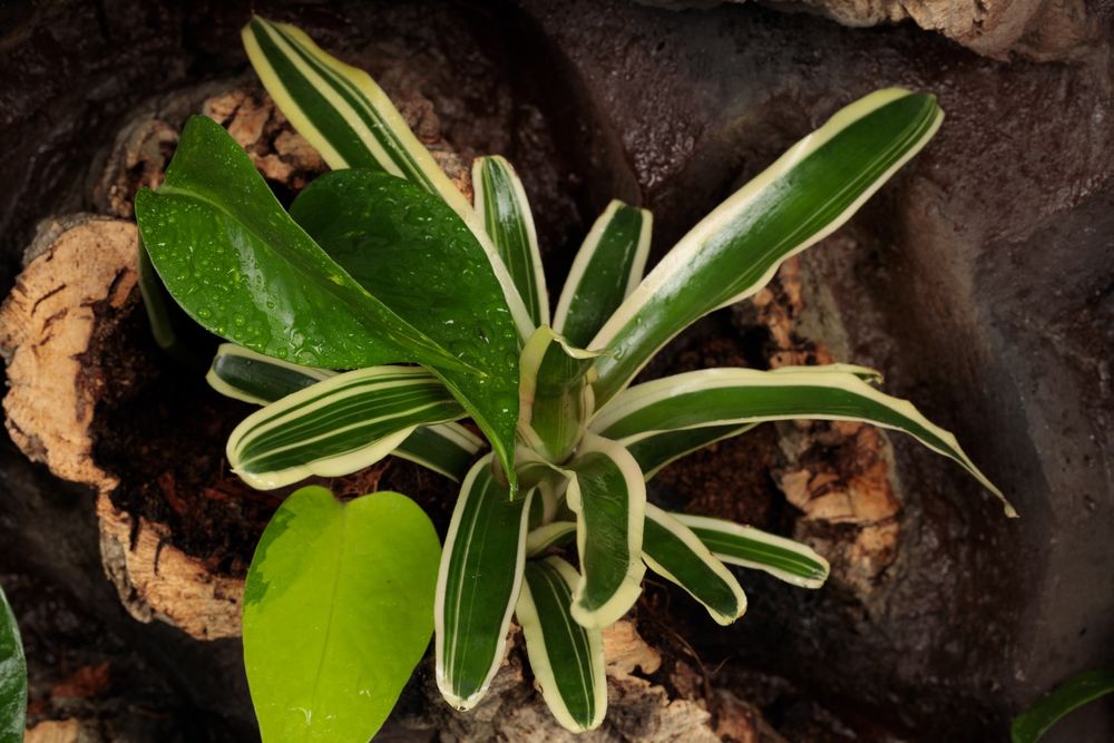 Terrarium paludarium gekon orzęsiony