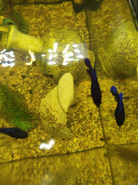Peixes bettas para venda  criaçao própria
