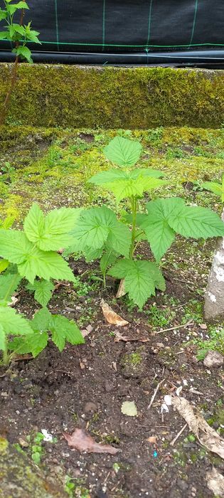 Morangueiros, framboesas, amoreiras, physalis e maracujás.