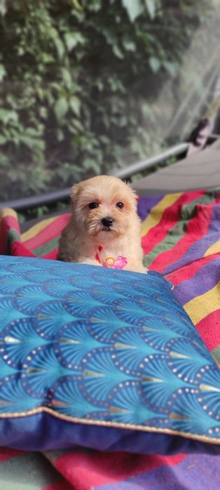 Maltipoo chłopiec Warszawa maltańczyk pudel