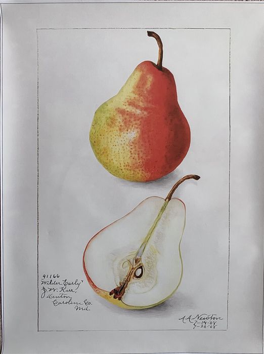 Gobelin na płótnie HD/Obrazek/Vintage Retro Fruit/Pear
