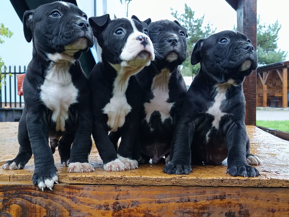Amstaff Chłopiec Amstaf