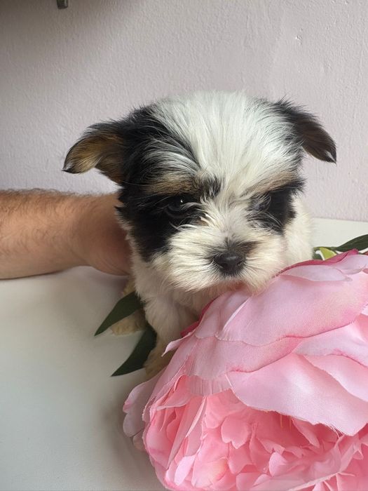 York terrier biewer sunia