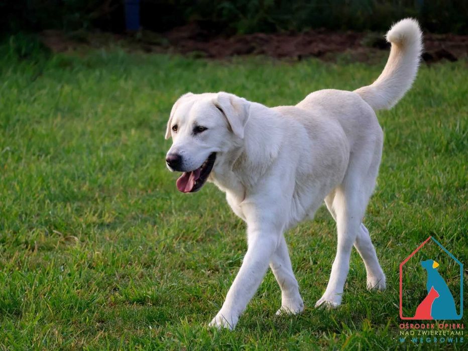 Sunia Junga szuka domu!