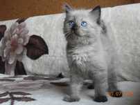 Ragdoll Kotka MINK CZEKOLADA  rodowód międzynarodowy TICA .