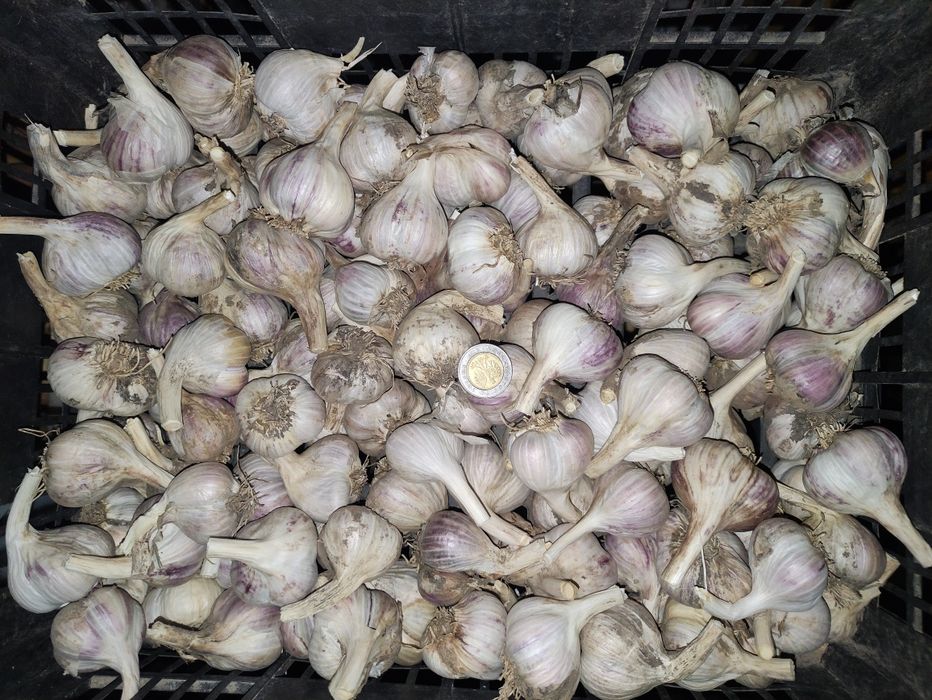 Czosnek zimowy Lubasza 35-45mm, Harnaś 35-45mm