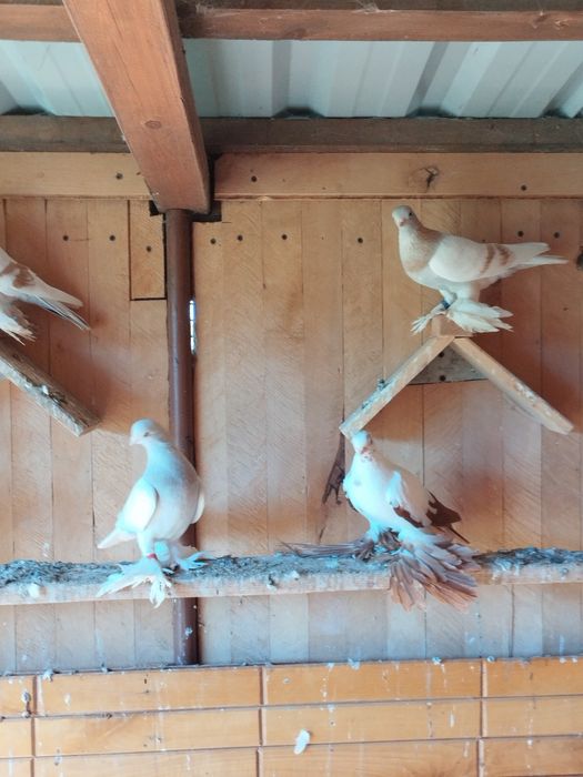 Blawindry ,blauwindry, gołębie ozdobne