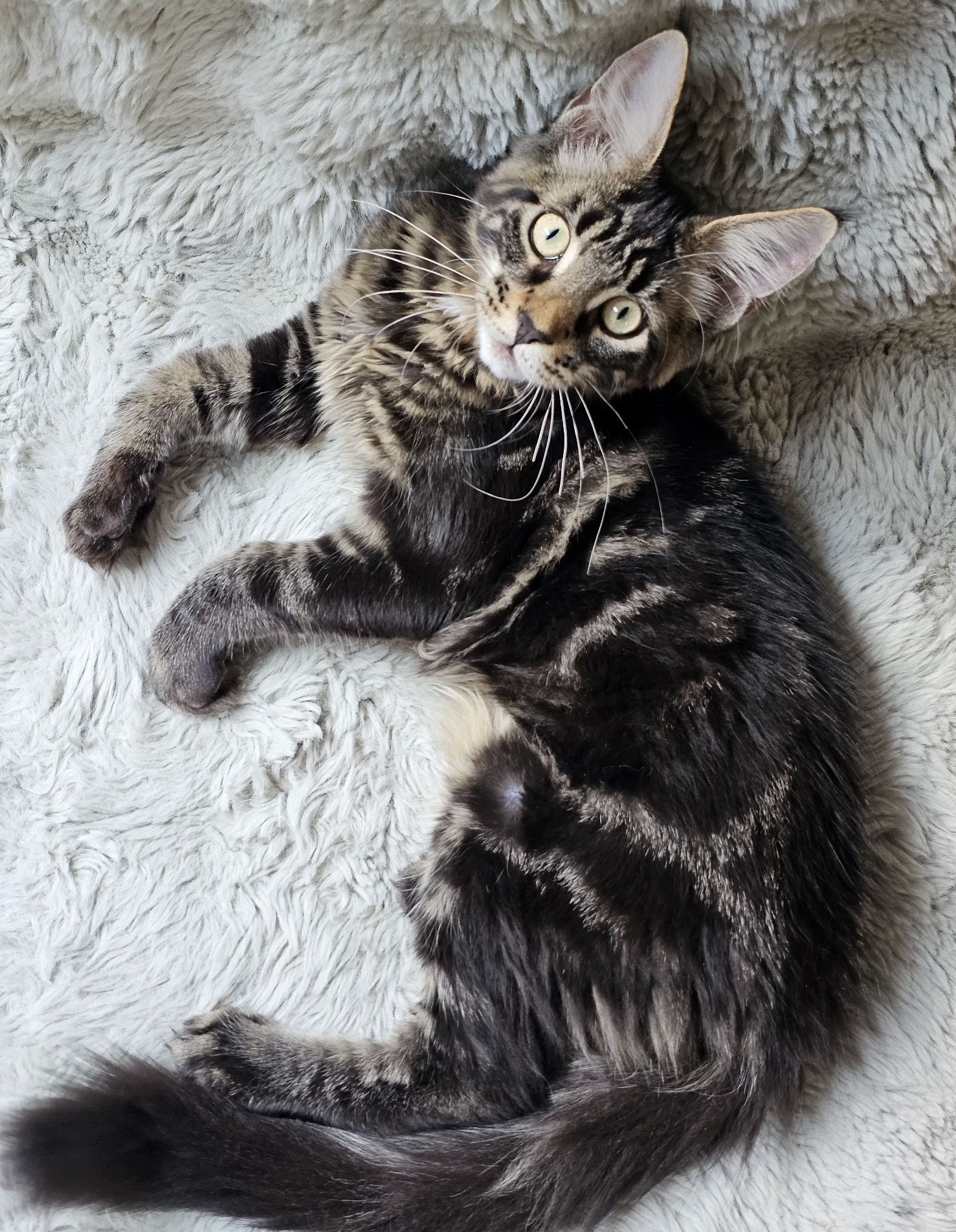 Kocurek rasy Maine Coon - rodowód FPL