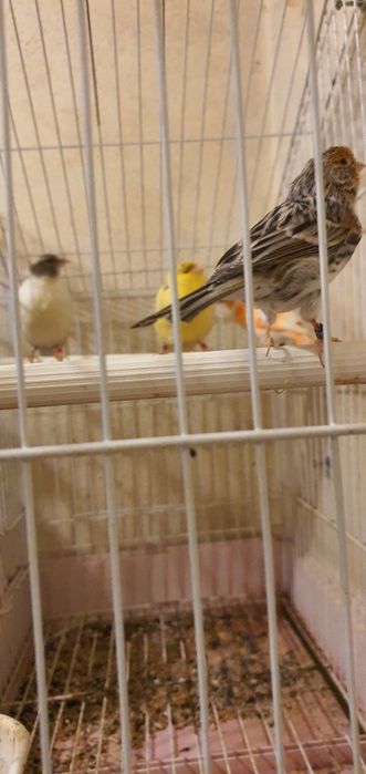 Vendo Boa preço .... o troco dois machos so