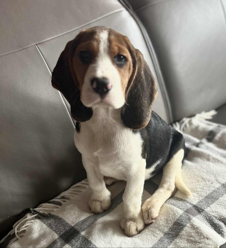 Beagle piesek gotowy do odbioru