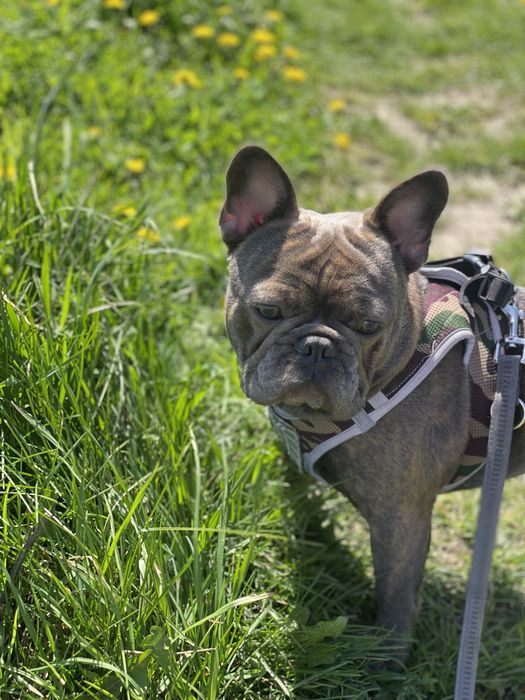 Вязка вʼязка французкий французький  бульдог