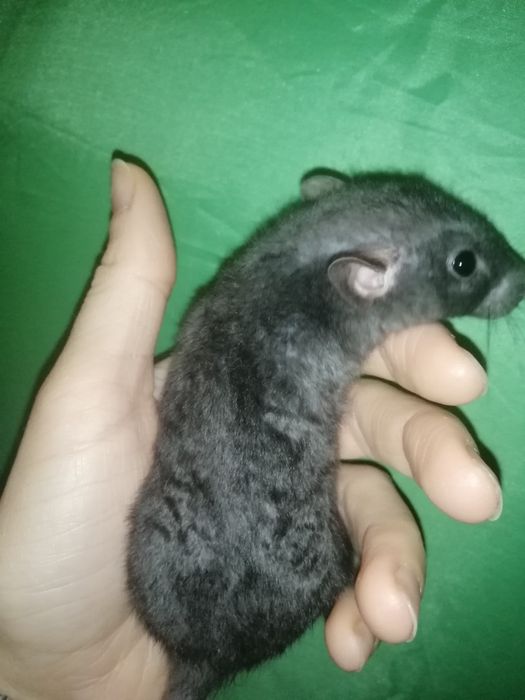 Криса дамбо, крисята, щур, пацюк, декоративна криса, гризун