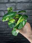 Philodendron Burle Marx Variegata #2