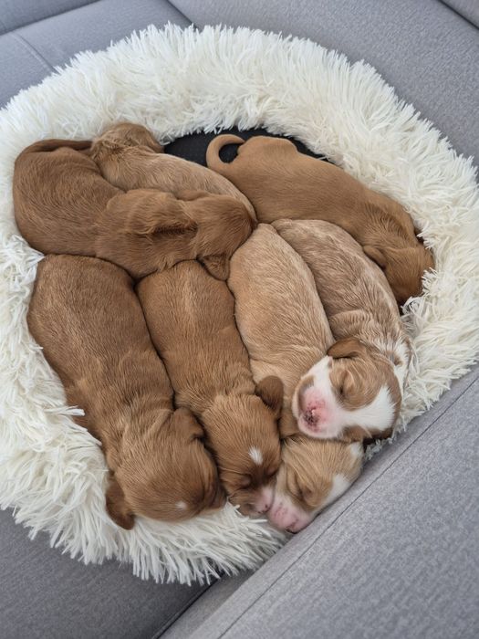 Cockapoo f1 Cocker spaniel & Pudel