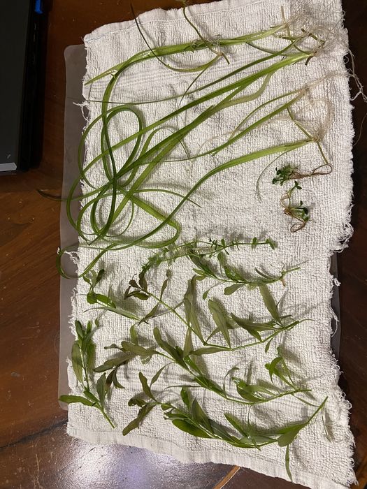 Podas de plantas aquáticas de aquário