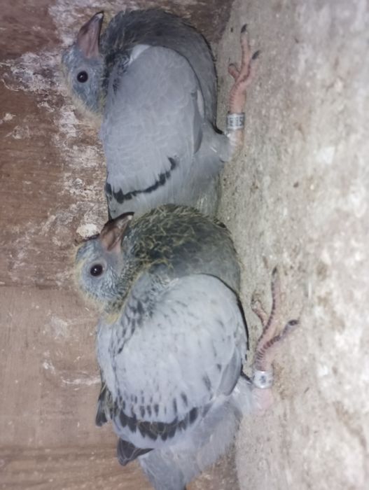 Pombos correios para venda de vários anos e varios  preços