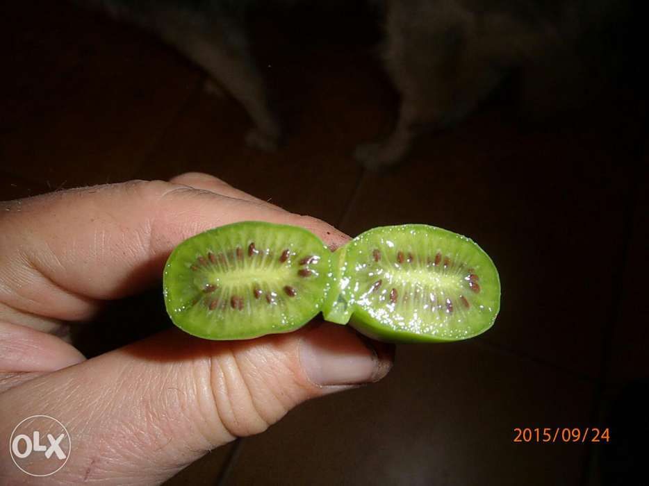 Kiwi-aktinidia ostrolistna 80 cm imrozoodporna - do gruntu