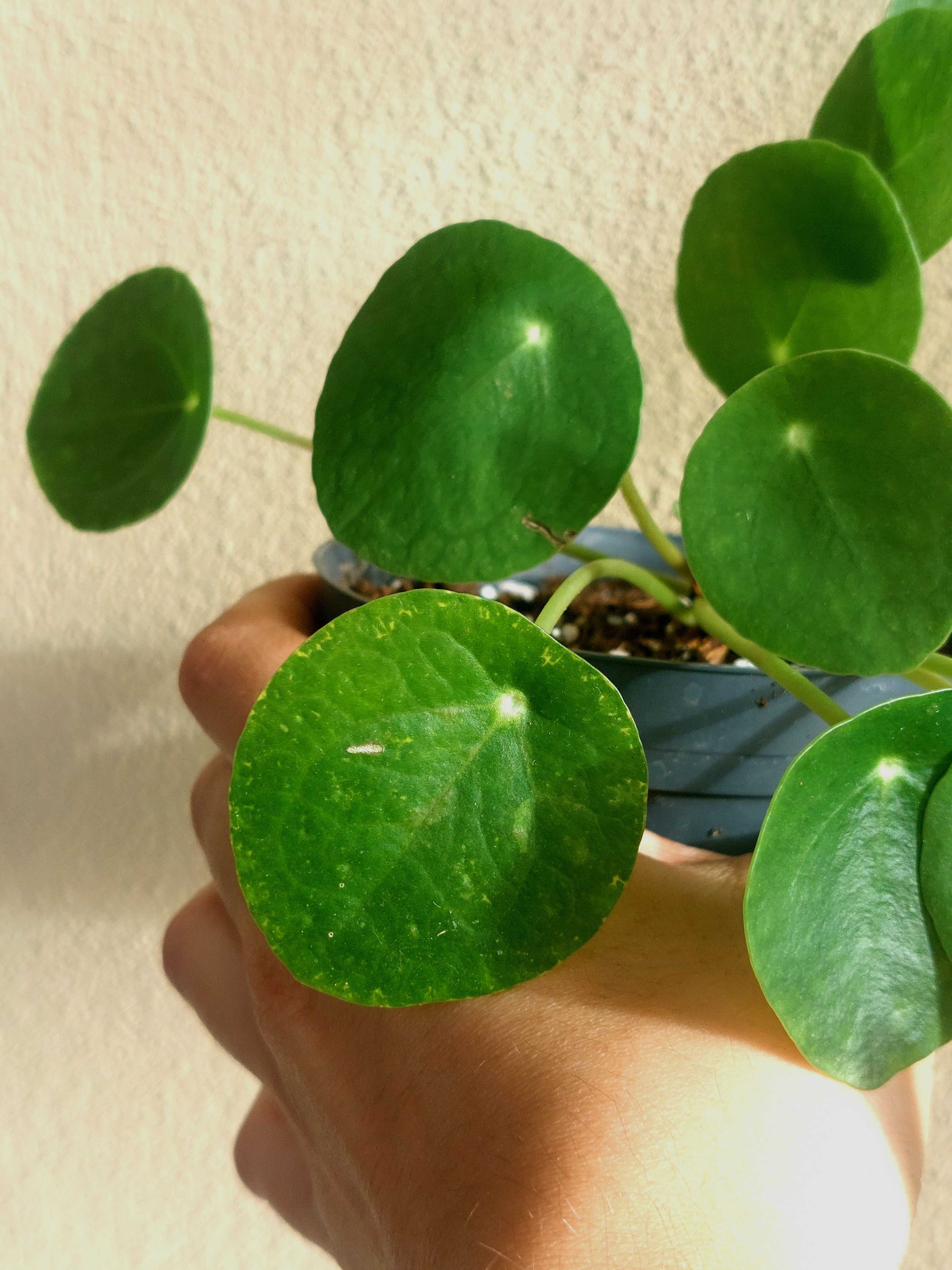 Planta Pilea Peperomioides