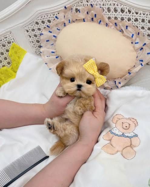 Мальтипу bebi фейс  Luxury