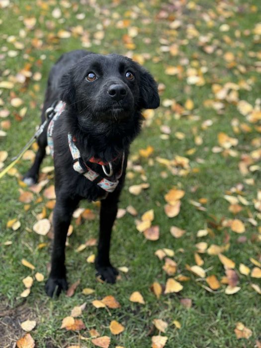 Sunia która tyle przeżyła w swoim życiu pomóż adoptuj