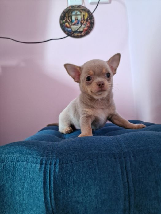 Терміново! Велика знижка! Тільки хлопчики. Поспішайте . Доставка по об