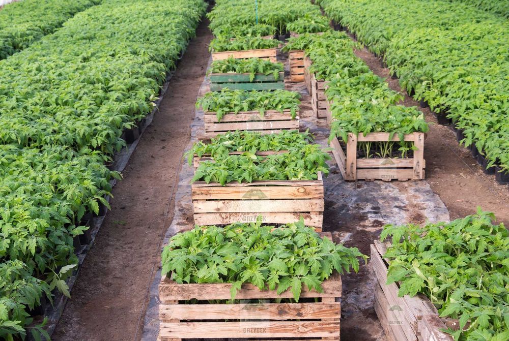POMIDOR TUCANO - rozsada, sadzonka