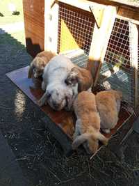 Продаються кролі породи французький баран.