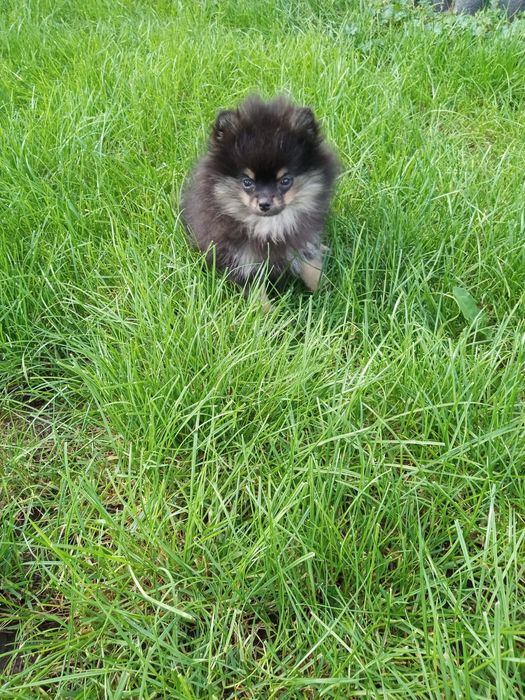 Sunia szpic miniaturowy Nela