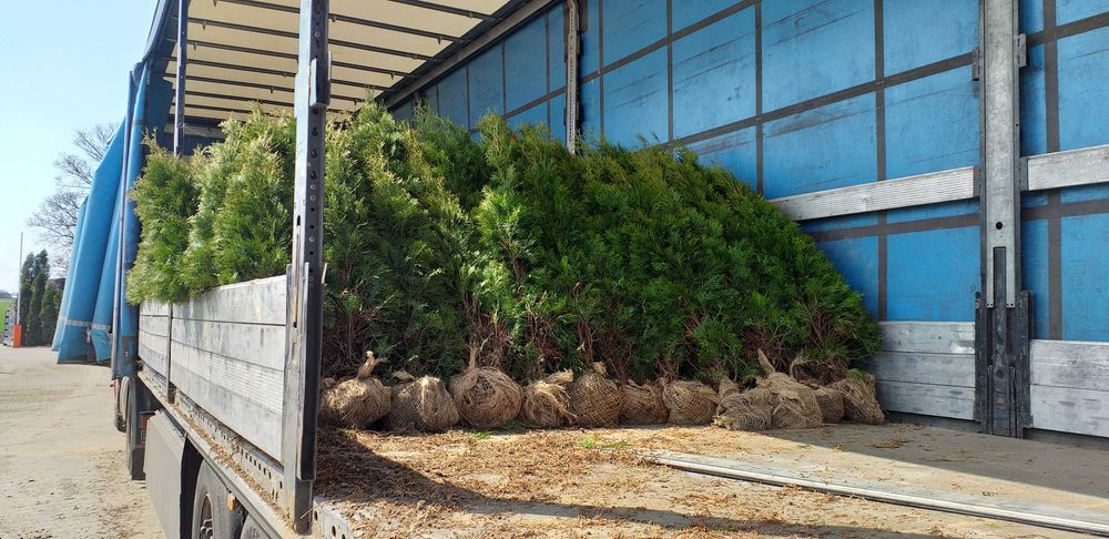 Tuja szmaragd PRODUCENT 30 - 150 cm - RABATY