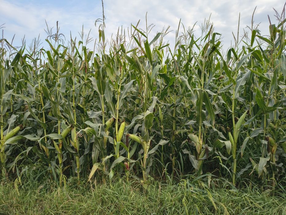 Kukurydza na pniu lub na ziarno