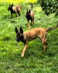 Amber owczarek belgijski malinois