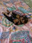 Yorkshire terrier super miniatura