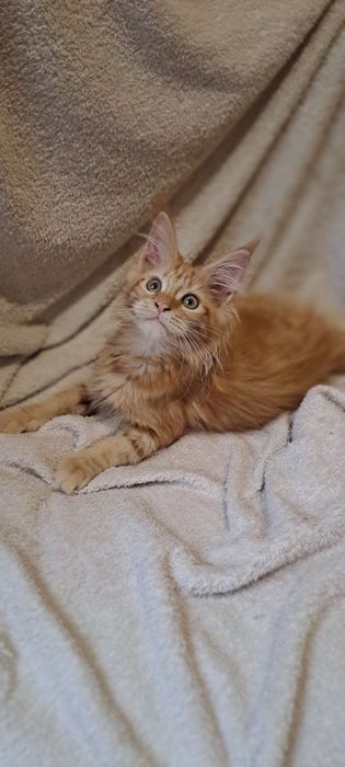 Кошенята Мейн -кун .Чарівні дітки