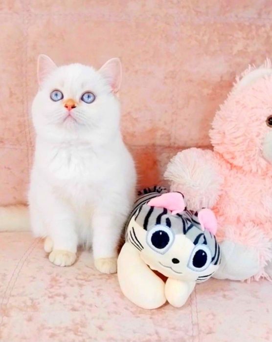 Чарівна голубоока дівчинка красунечка чекає на свою сім'ю