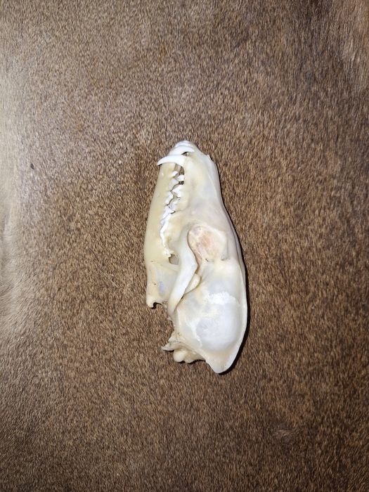 Czaszka lisa (naturalna(