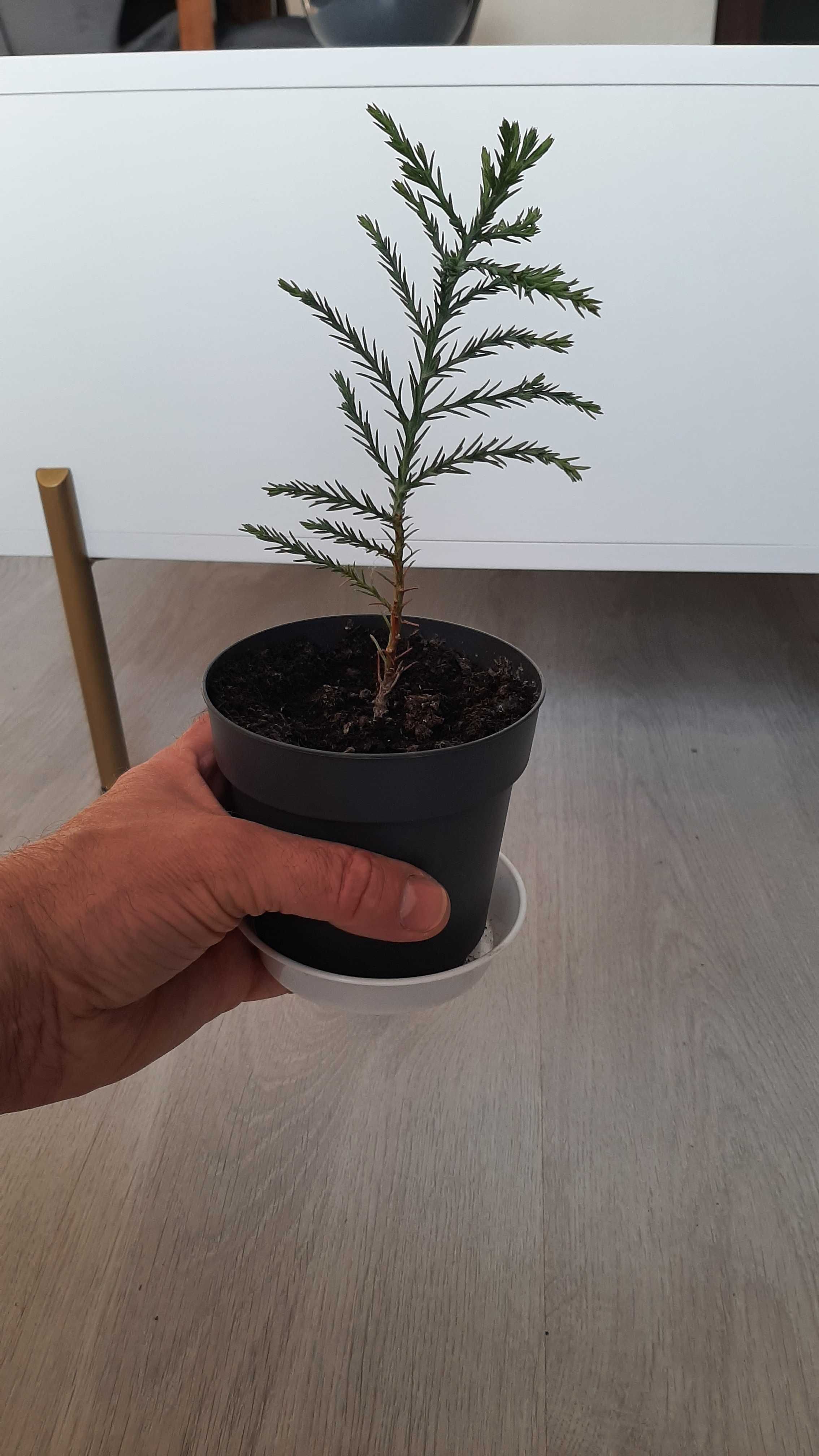 Mamutowiec olbrzymi (Sequoiadendron giganteum)