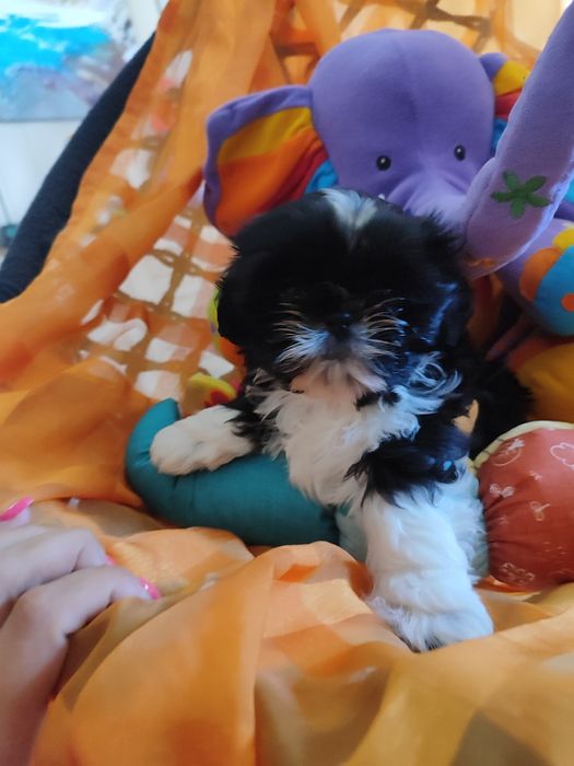 Shih tzu dziewczynka