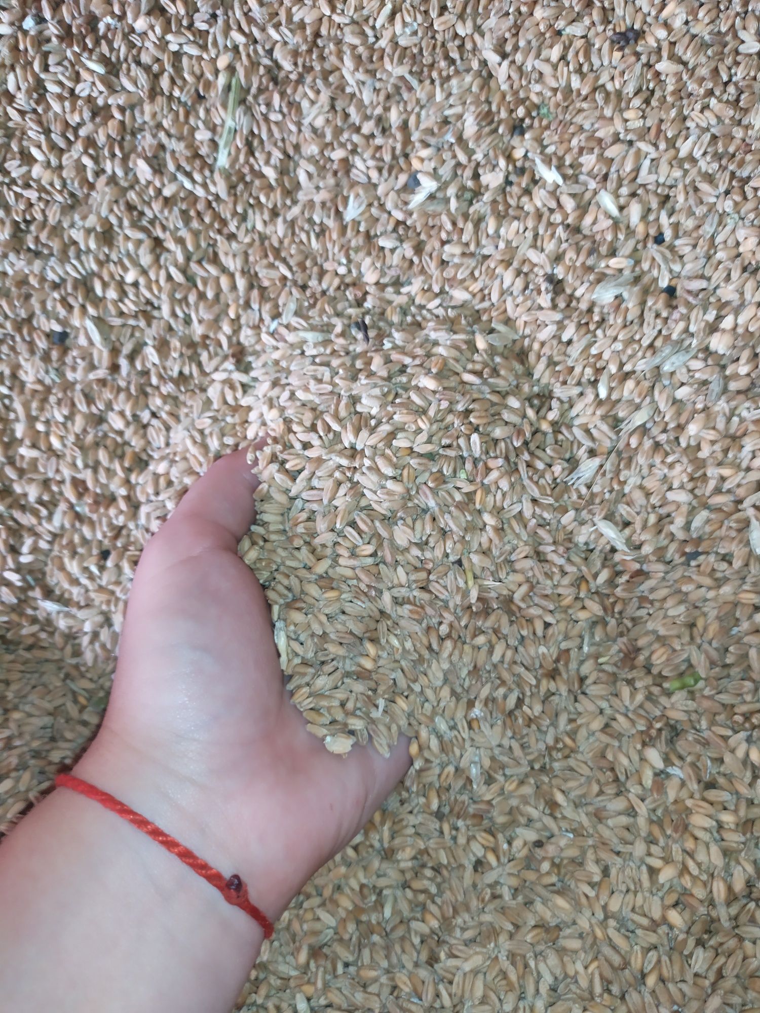Продам пшеницю, 15 тонн