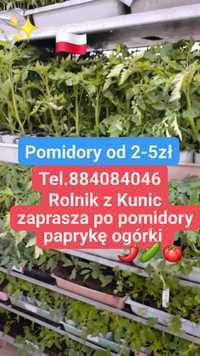 Sadzonki wyprzedaż  pomidora papryki ogórka pora selera ziół rozsada