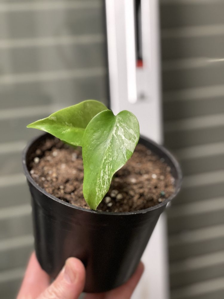 Monstera variegata