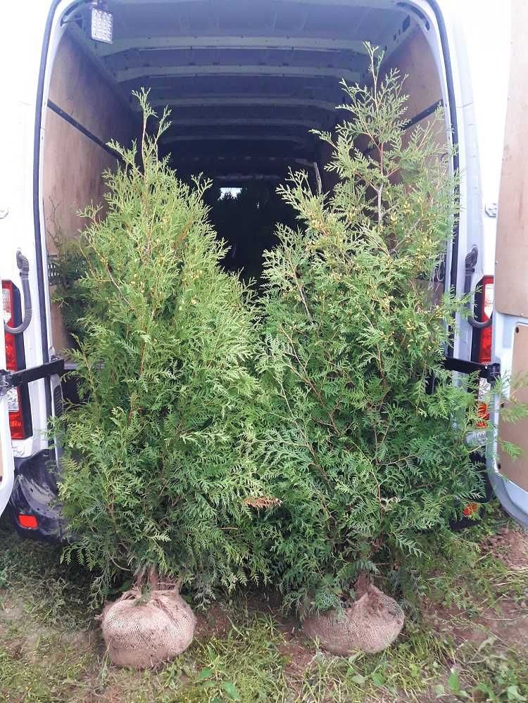 Tuja Brabant! 160,180,200,220 cm! Tuje! Sadzenie! Thuja! Transport!