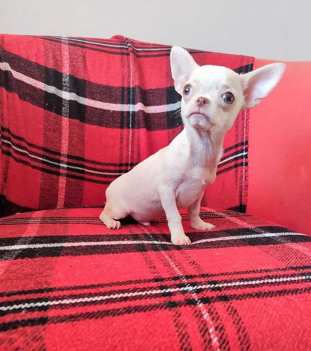 Суперська дівчинка без недоліків