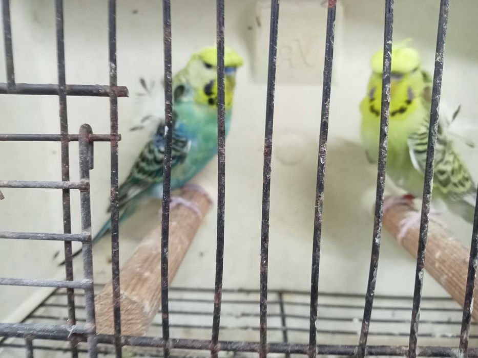 Piriquito horogromos