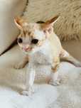 Devon Rex - chłopiec rodowodowy