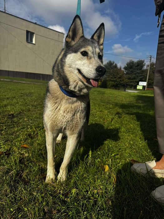 Luna w typie Husky szuka domu