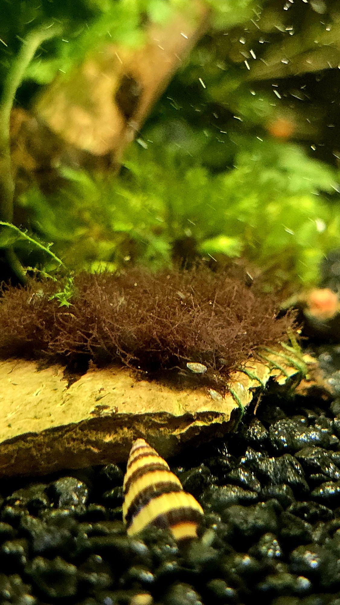Red Moss -Caloglossa sp.becarii