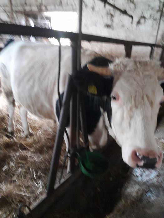 Sprzedam cielną jałówkę